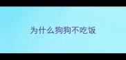 为什么狗狗不吃饭
