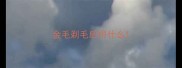 金毛剃毛后用什么
