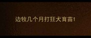 边牧几个月打狂犬育苗