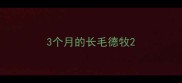 3个月的长毛德牧