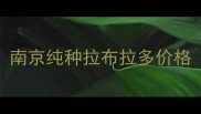 南京纯种拉布拉多价格