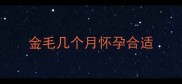 金毛几个月怀孕合适