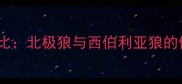 哈士奇与狼的体型对比北极狼与西伯利亚狼的体型差异及饲养要点