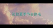 边牧夏季节会换毛