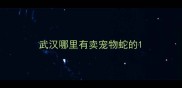 武汉哪里有卖宠物蛇的