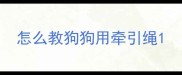 怎么教狗狗用牵引绳