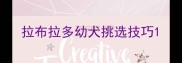 拉布拉多幼犬挑选技巧
