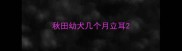 秋田幼犬几个月立耳
