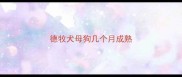 德牧犬母狗几个月成熟