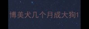 博美犬几个月成大狗