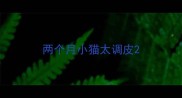 两个月小猫太调皮