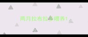 两月拉布拉多喂养