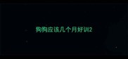 狗狗应该几个月好训