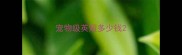 宠物级英短多少钱