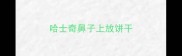 哈士奇鼻子上放饼干