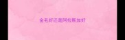 金毛好还是阿拉斯加好