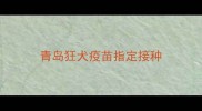 青岛狂犬疫苗指定接种
