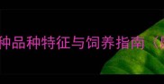 吉娃娃全球最小犬种品种特征与饲养指南附健康养护全攻略