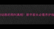 哈士奇幼崽的狗叫真相新手家长必看养护指南