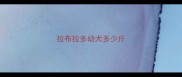 拉布拉多幼犬多少斤