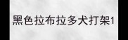 黑色拉布拉多犬打架