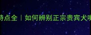 纯种拉布拉多嘴型特点全如何辨别正宗贵宾犬嘴附养宠避坑指南