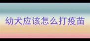 幼犬应该怎么打疫苗