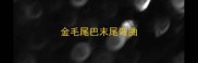 金毛尾巴末尾弯曲