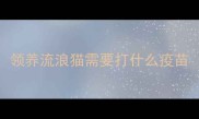 领养流浪猫需要打什么疫苗