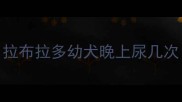 拉布拉多幼犬晚上尿几次