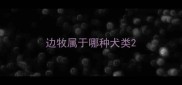 边牧属于哪种犬类