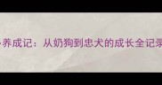 幼犬拉布拉多养成记从奶狗到忠犬的成长全记录新手必看