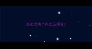 泰迪犬两个月怎么喂养