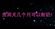 贵宾犬几个月可以断奶