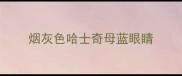 烟灰色哈士奇母蓝眼睛
