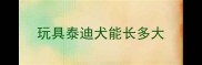 玩具泰迪犬能长多大