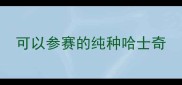 可以参赛的纯种哈士奇