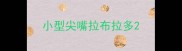 小型尖嘴拉布拉多
