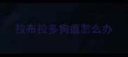 拉布拉多狗瘟怎么办