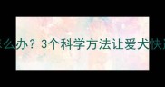 狗狗不合群怎么办3个科学方法让爱犬快速适应新伙伴