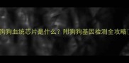 狗狗血统芯片是什么附狗狗基因检测全攻略