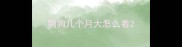 狗狗几个月大怎么看