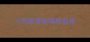 小狗感冒能喝板蓝根