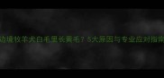 边境牧羊犬白毛里长黄毛5大原因与专业应对指南