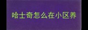哈士奇怎么在小区养
