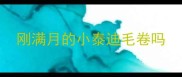 刚满月的小泰迪毛卷吗