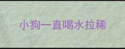 小狗一直喝水拉稀