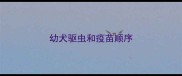 幼犬驱虫和疫苗顺序