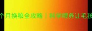 比熊九个月换粮全攻略科学喂养让毛孩更健康