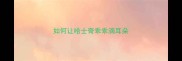 如何让哈士奇乖乖滴耳朵